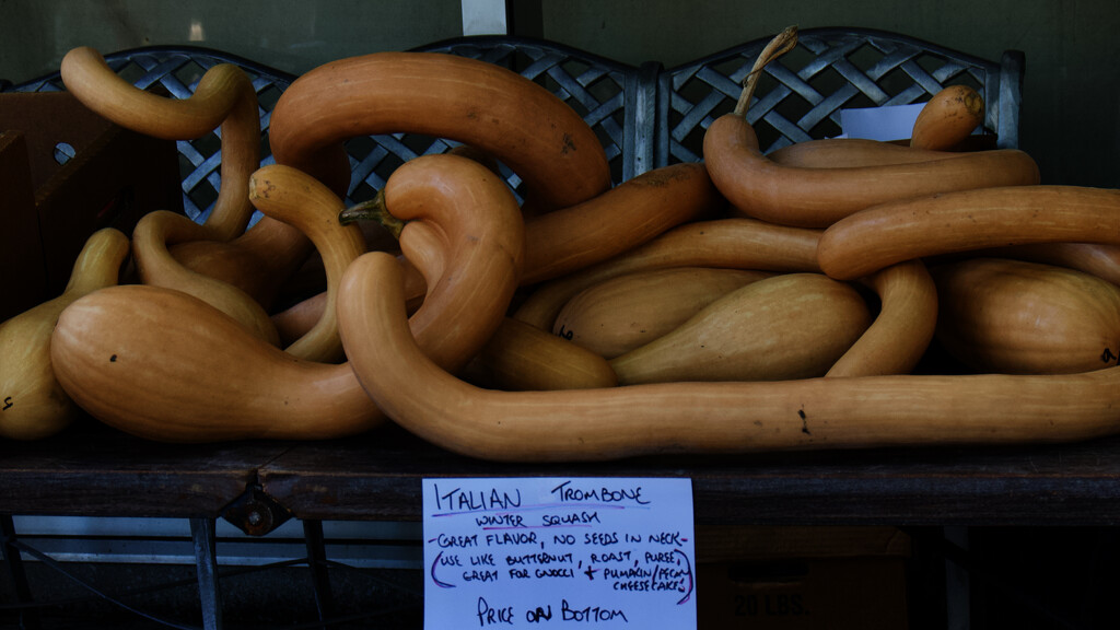 Italian trombone squash  by eudora