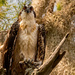 Young Osprey, Hanging on to the Limb! by rickster549