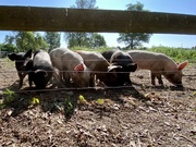 18th May 2023 - Swedish Piggies