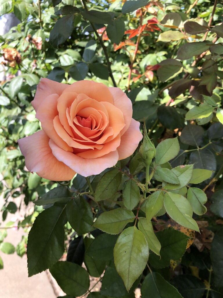 Neighbor’s Rose by loweygrace