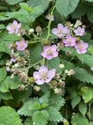 29th Jun 2023 - Blackberry bramble flowers....