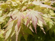 25th May 2023 - Garden Acer