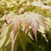 Garden Acer by keeptrying