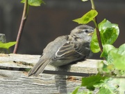 22nd Jun 2023 - Young Sparrow