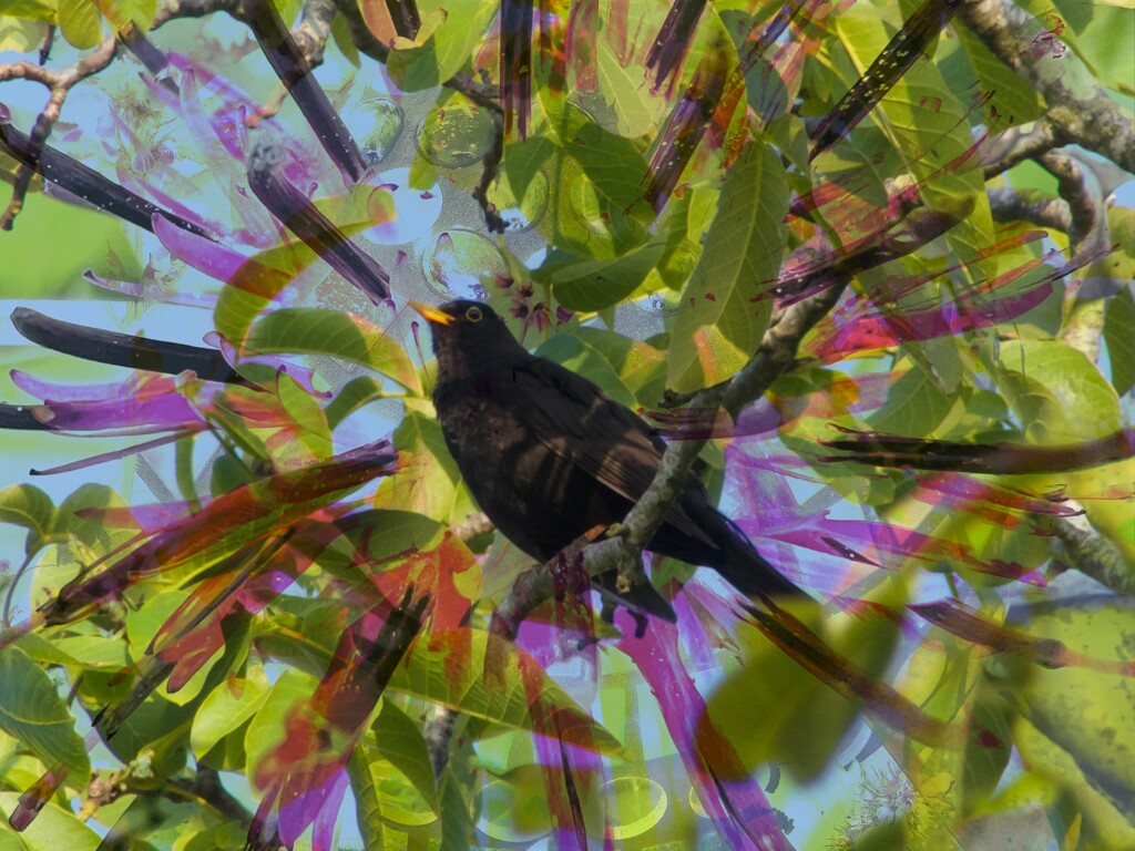 Blackbird in the weirdest tree by keeptrying