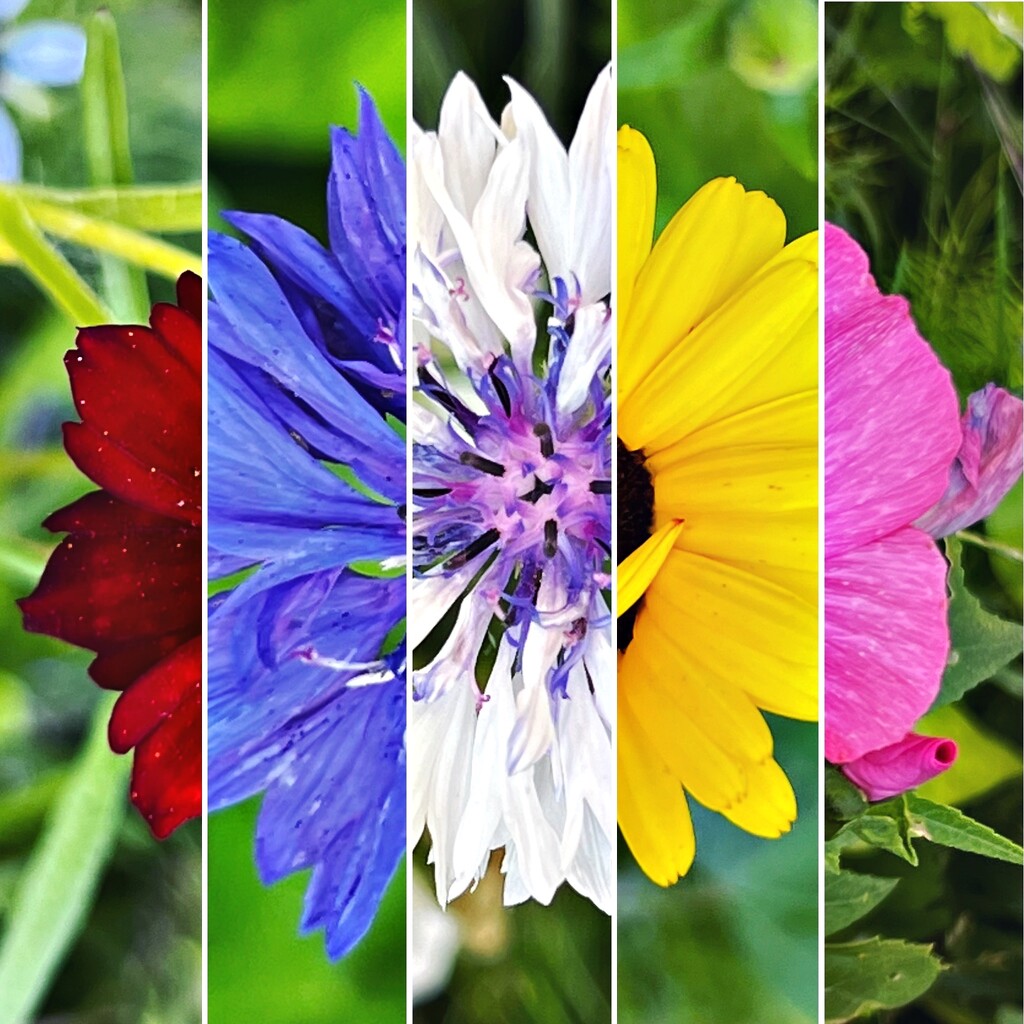 Garden colours by mastermek