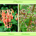 Phygelius - (Cape fuchsia) by beryl