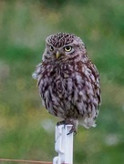 9th Jul 2023 - Little Owl 