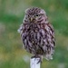 Little Owl  by padlock