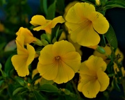 15th Jun 2023 - Yellow Petunias ~ 