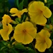 Yellow Petunias ~  by happysnaps