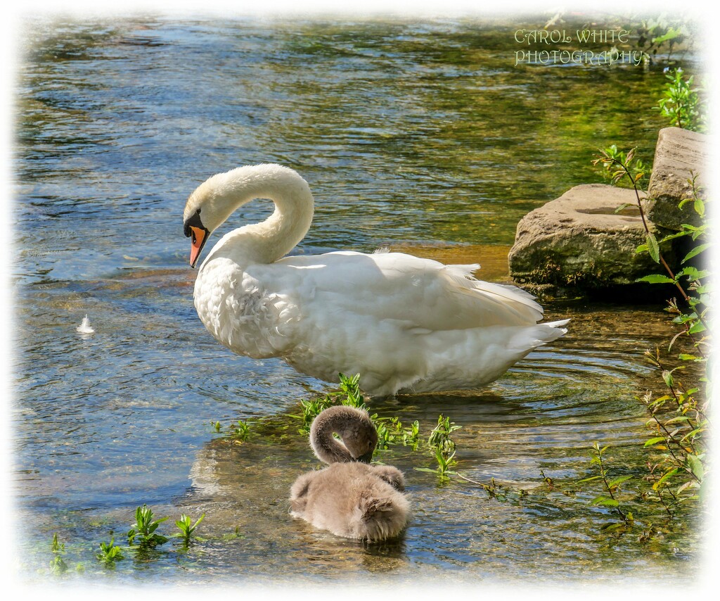 Swan And Cygnet,River Coln,Bibury by carolmw