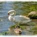 Swan And Cygnet,River Coln,Bibury by carolmw