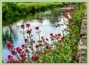 10th Jul 2023 - Riverside Flowers,Bibury
