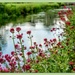Riverside Flowers,Bibury by carolmw