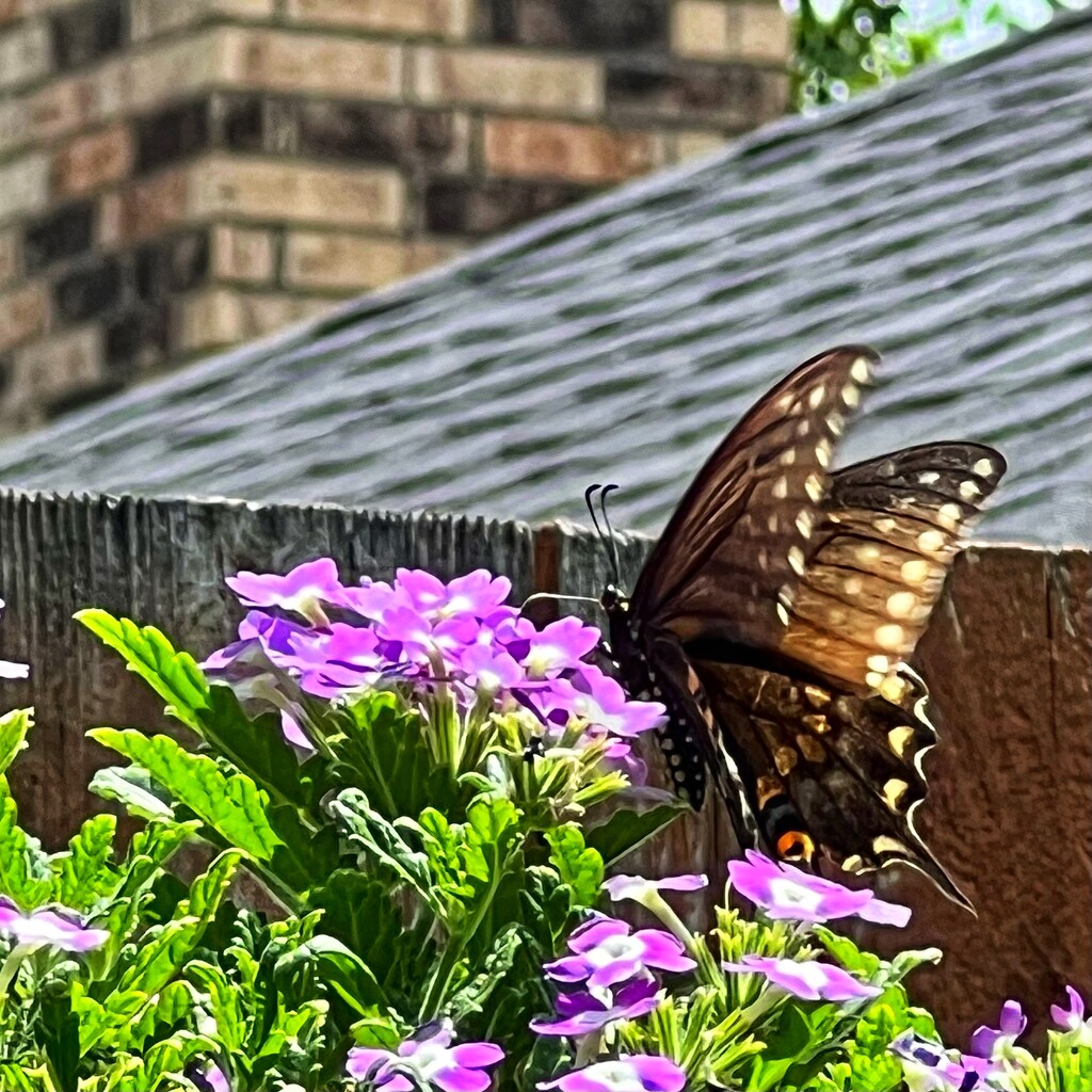 When the butterfly matches the neighbor’s chimney by louannwarren