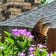 8th Jul 2023 - When the butterfly matches the neighbor’s chimney