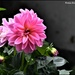 One of our dahlias by rosiekind