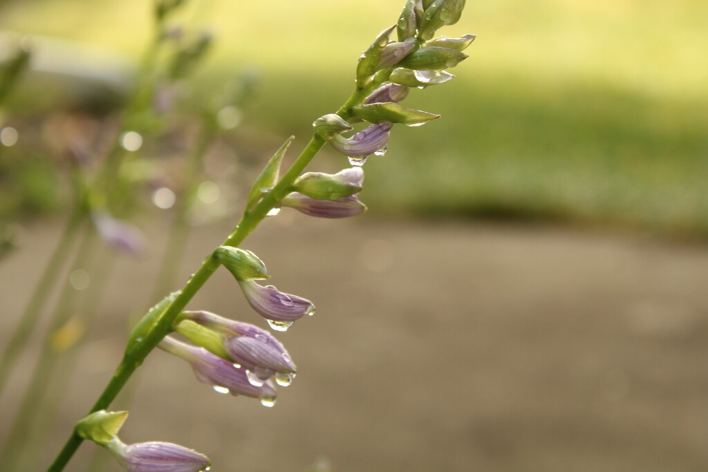 Dew on hosta flowers by mltrotter