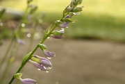 9th Jul 2023 - Dew on hosta flowers