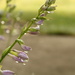 Dew on hosta flowers by mltrotter