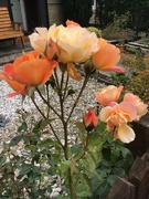 10th Jul 2023 - Orange roses