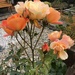 Orange roses by jab