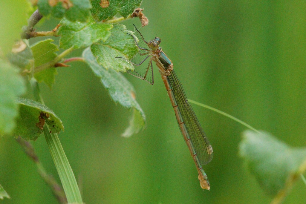 EMERALD DAMSELFLY by markp