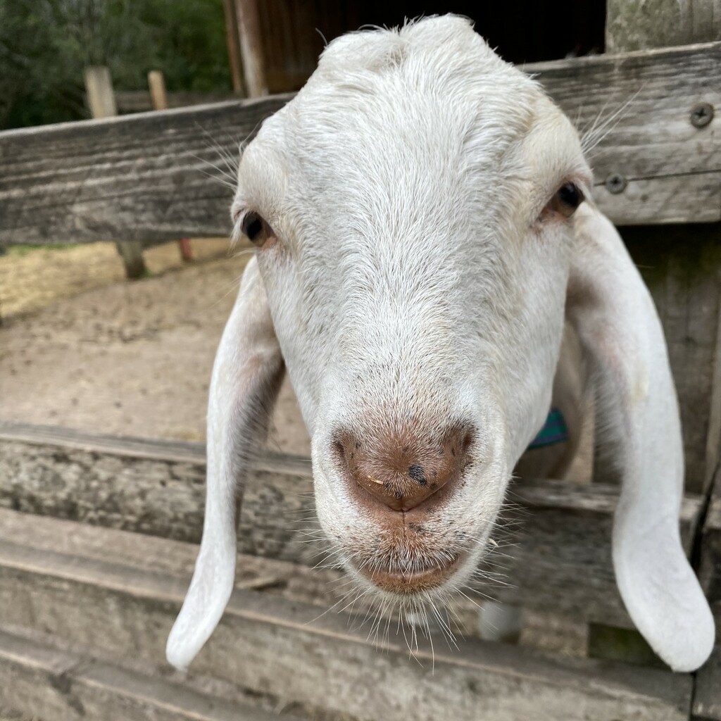 goat by cam365pix