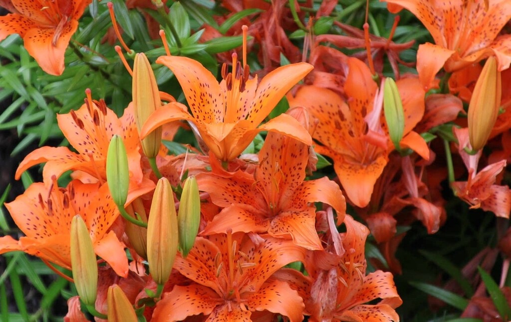 Tiger Lilies by mittens