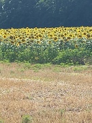 10th Jul 2023 - Sunflower fields