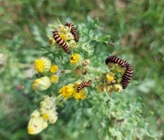 10th Jul 2023 - Cinnabar moth caterpillars on ragwort in the garden 