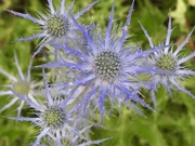 9th Jul 2023 - Eryngium or Sea Holly