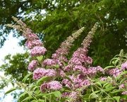 10th Jul 2023 - My Favourite Buddleia