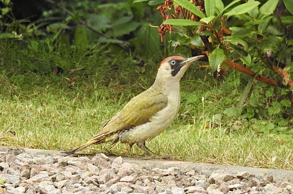 What a Surprise, a Green Woodpecker by susiemc