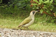 10th Jul 2023 - What a Surprise, a Green Woodpecker