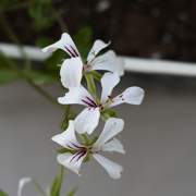 2nd Jul 2023 - #147 - White pelargonium