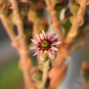 7th Jul 2023 - #152 - Sempervivum bloom