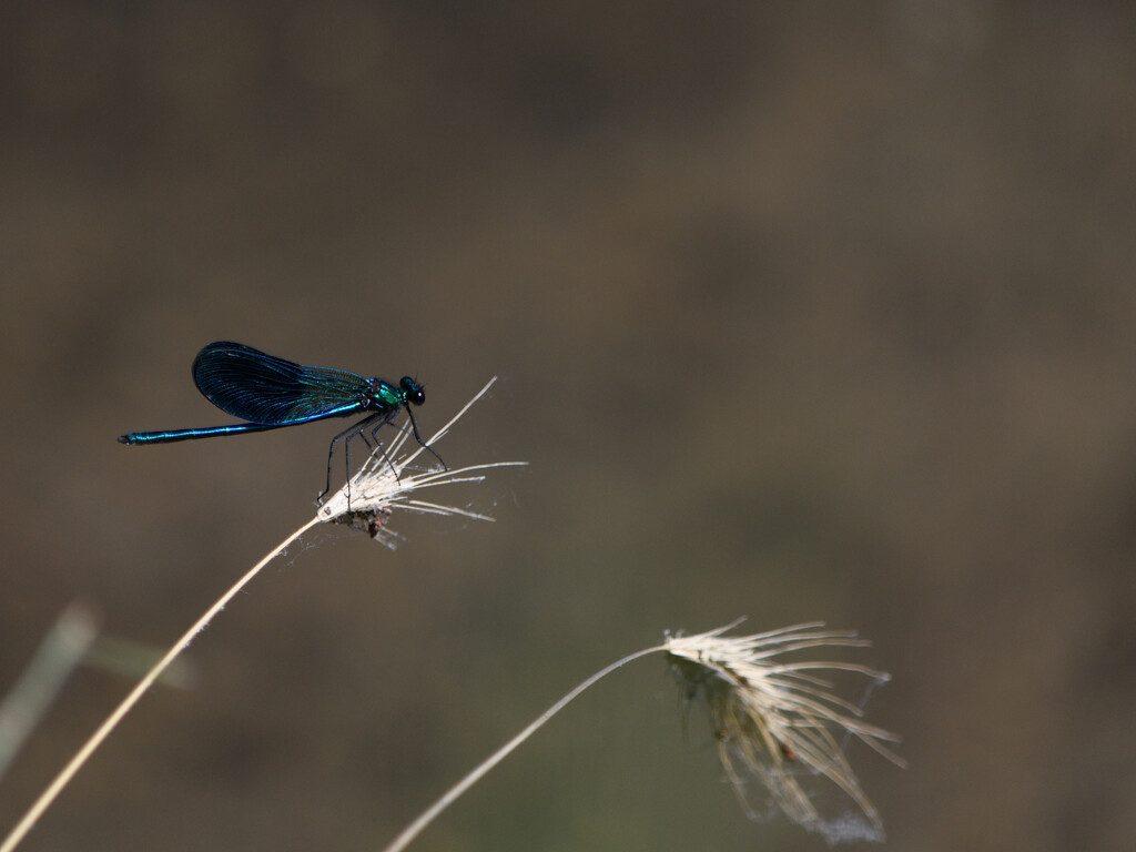 #148 - Blue Dragonfly by chronic_disaster