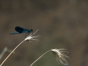 3rd Jul 2023 - #148 - Blue Dragonfly