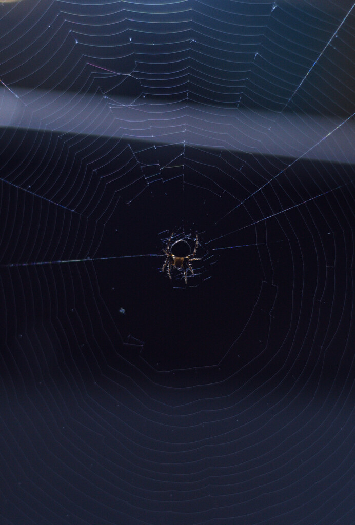 #150 - Spider in the middle of the web by chronic_disaster
