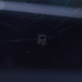 #150 - Spider in the middle of the web by chronic_disaster