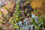 10th Jul 2023 - Moss and lichen