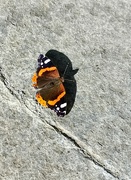 10th Jul 2023 - Red admiral 
