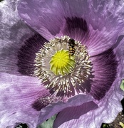 5th Jun 2023 - Bee visiting a poppy
