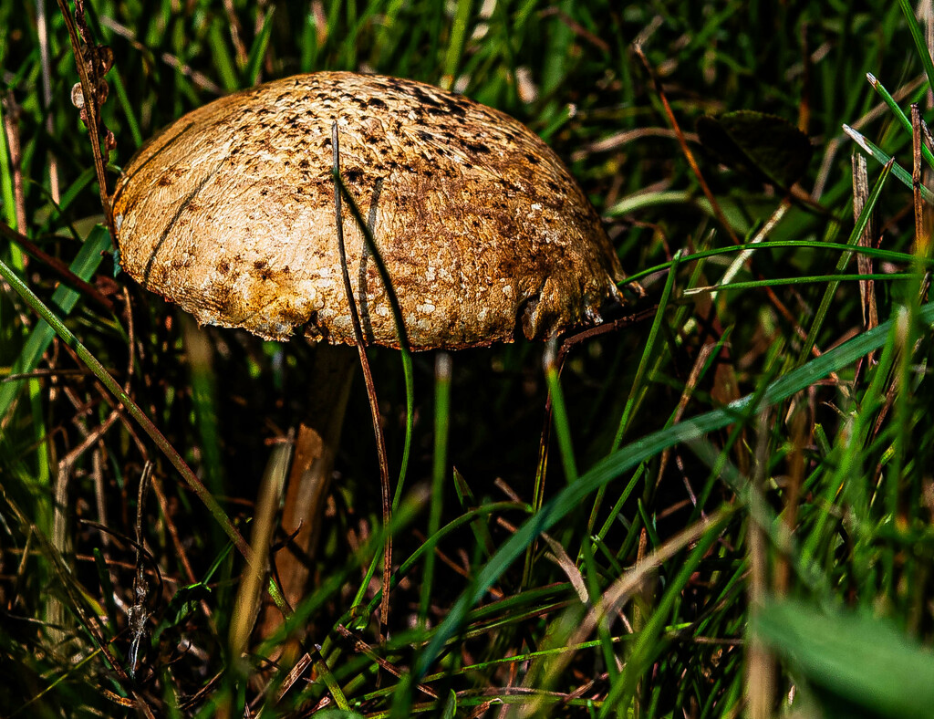mushroom-4 by darchibald
