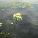plant with reflected clouds by darchibald