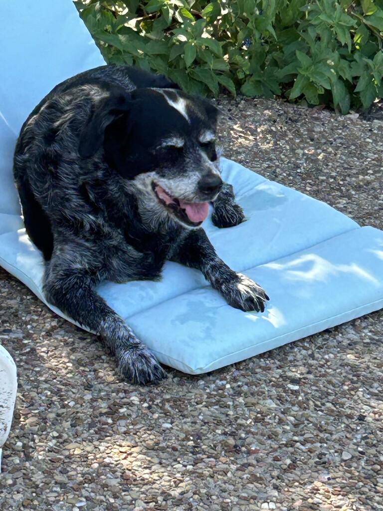 Old girl lounging by the pool. by bellasmom