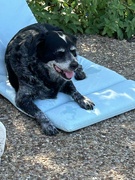 7th Jul 2023 - Old girl lounging by the pool.