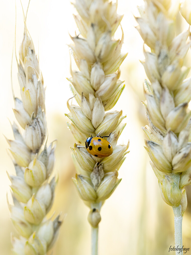 Lady Bug in the Wheat field by fayefaye